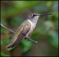 _3SB6945 black-chinned hummingbird